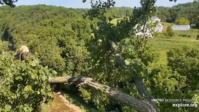 Decorah Eagles 8-3-19, 9:30 am Mom, SA on the Y, vocals смотреть онлайн