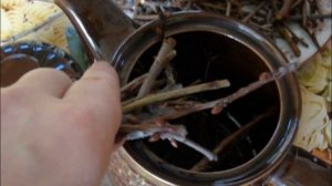 Веточки груши