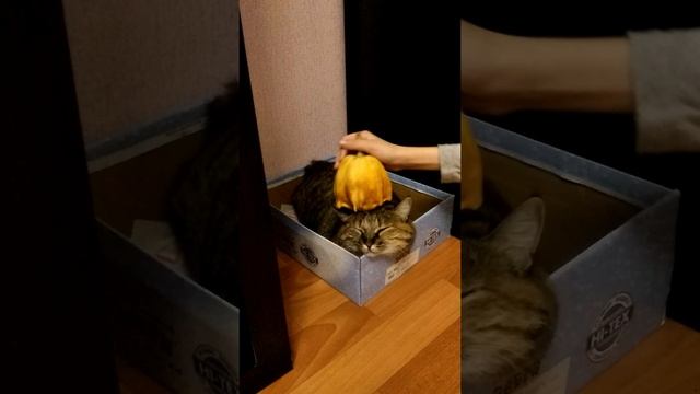 Массаж для кошки Маши)) смотреть онлайн