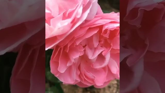 Vlog-97 чайно-гибридные РОЗЫ?пересорт? смотреть онлайн