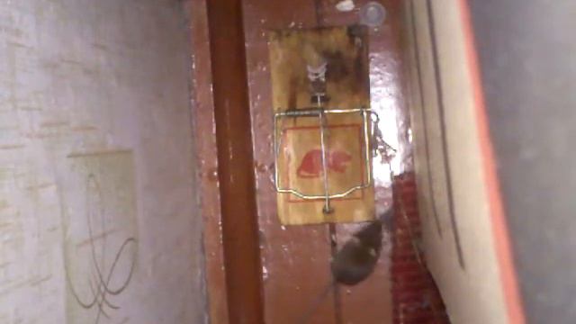 Мышь попалась в мышеловку (mouse caught in a trap) смотреть онлайн