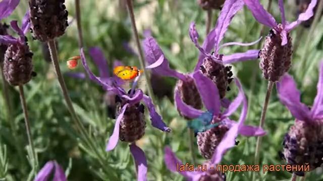 Лаванда широколистная Дарк Роялти (lavandula) ? обзор: как сажать, рассада лаванды Дарк Роялти смотреть онлайн