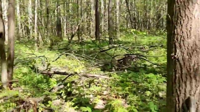 Строчки лечебные //мы больные ?//последний раз за сморчками // смотреть онлайн