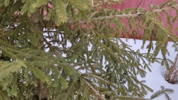 Вся правда о "Google Pixel 7 Pro"