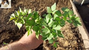 Любисток выращивание и уход.  Как сажать любисток