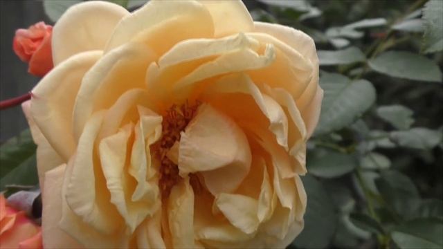 Роза Барок смотреть онлайн