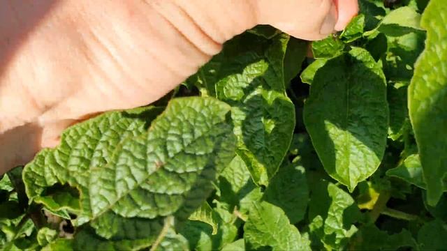 Действие инсектицида Амплиго Колорадский жук повержен смотреть онлайн