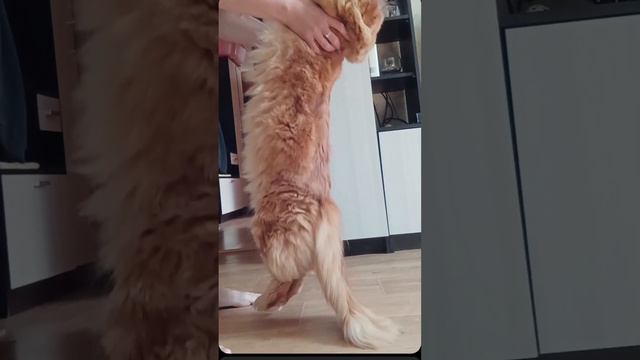 Дрессировка Мейн -куна #животные #мейнкункотята #пушистыедрузья #лапки # смотреть онлайн