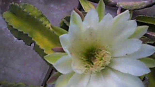 Cactus Flower And Lily 