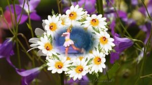 Ромашка, ромашка - цветок полевой