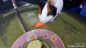Какие овощи, фрукты и зелень можно довать морским свинкам???