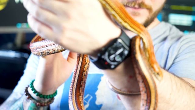 DO NOT GET A CORN SNAKE! | 3 Reasons Why and 3 Better Pet Snake Options! смотреть онлайн