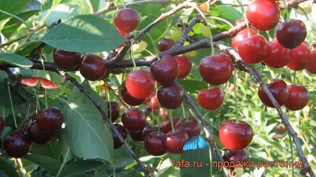 Вишня обыкновенная Щедрая (prunus cerasus) ? вишня Щедрая обзор: как сажать саженцы вишни Щедрая смотреть онлайн
