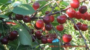 Вишня обыкновенная Щедрая (prunus cerasus) ? вишня Щедрая обзор: как сажать саженцы вишни Щедрая