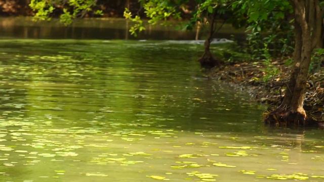 Unseen-before Crocodile 'Big Fella' follows Nitro! Sweets Lagoon, Northern Territory смотреть онлайн