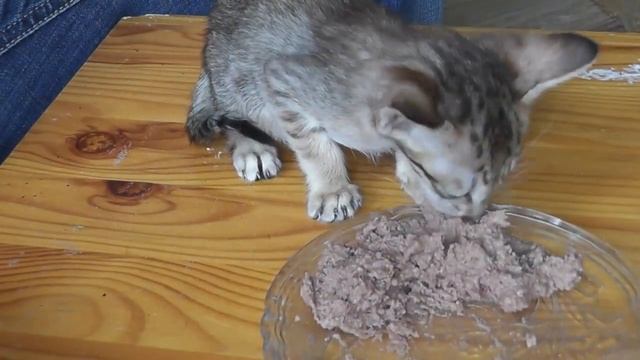Котёнок ест паштет / Kitten eats pate смотреть онлайн