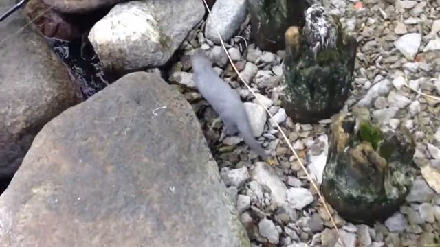 Норка голубая смотреть онлайн