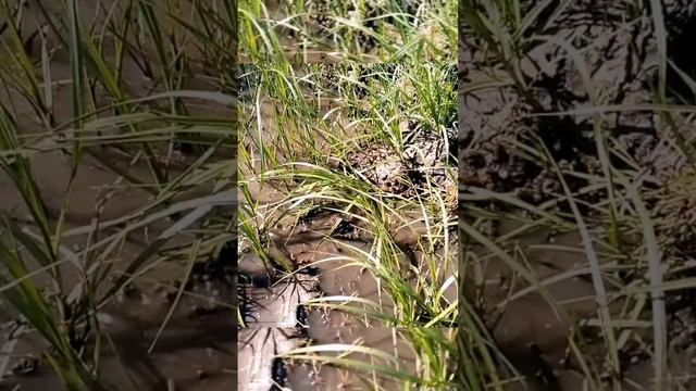Много маленьких лягушек ручей смотреть онлайн