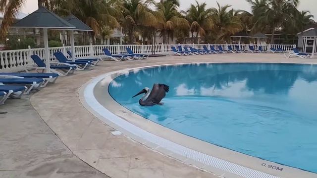 Cayo Coco. Memories caribe 4* кормление пеликана у бассейна. смотреть онлайн