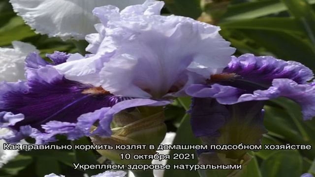 Выращиваем ремонтантные ирисы смотреть онлайн
