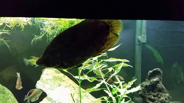 Spotted African Leaf Fish or Leopard Gourami (Ctenopoma Actirostre) смотреть онлайн