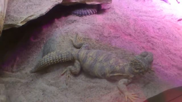 Украшенный шипохвост. смотреть онлайн