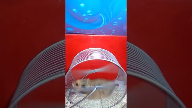 "Новое колесо" куки смотреть онлайн