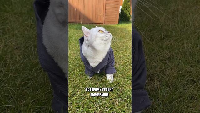 Выпустил кошку на улицу - плати штраф #кошка #кот #коты смотреть онлайн
