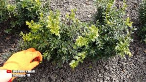 ПОСЛЕ ЭТОГО САМШИТ НАЧНЕТ БЫСТРО И ПЫШНО РОСТИ