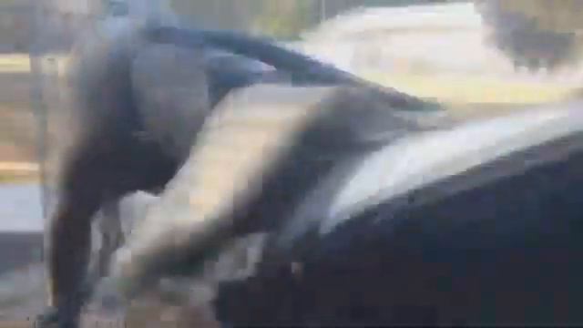 Doberman vs Cane Corso - fight to the death..! смотреть онлайн