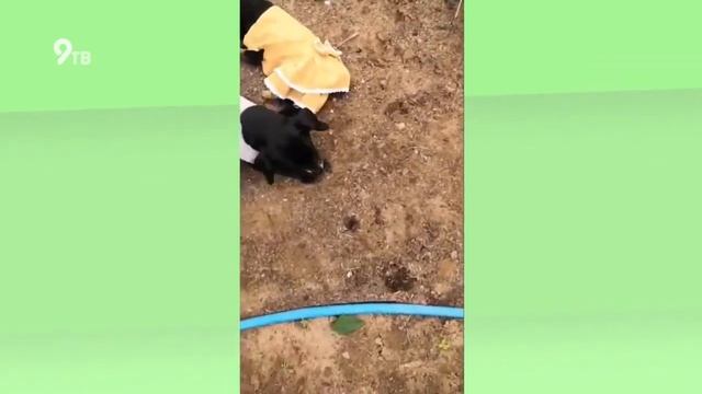 УралХимия Дача выпуск 2 лого смотреть онлайн