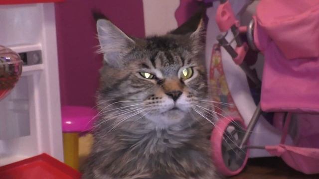 Закисает глаз, Муся приболела, капаем смотреть онлайн