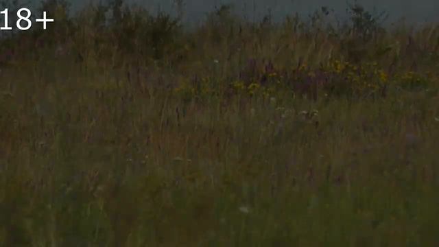 Охота на сурка 2022.