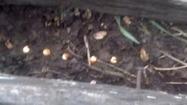 Посадка - естественная стратификация косточек - абрикоса,персика,сливы,черешни,лещины,грецкого орех смотреть онлайн