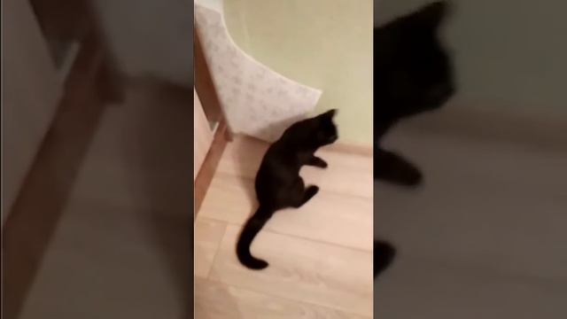 Кот кусака смотреть онлайн