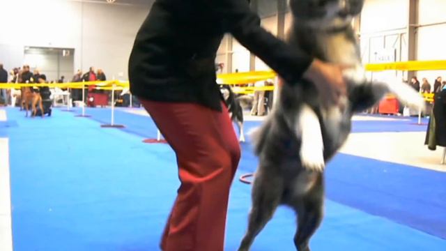 Dog Show Praha Unshou Go Takasaki Yamaguchi смотреть онлайн