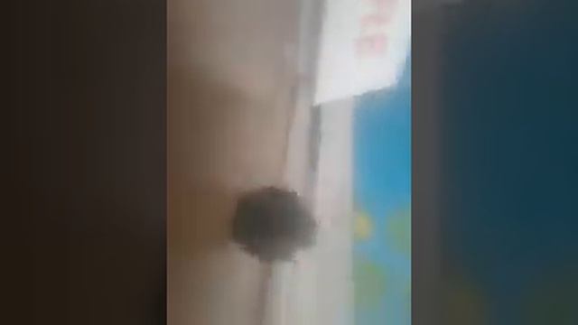 Мясной малыш сова костоет работник фургон с мороженым машины и пластилин смотреть онлайн