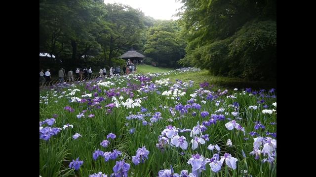 Король Дроздобород смотреть онлайн