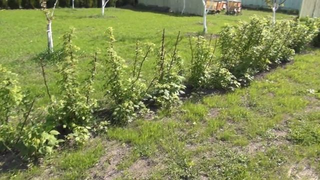 Ремонтантная малина на второй год.framboesas remontant remontant raspberries смотреть онлайн