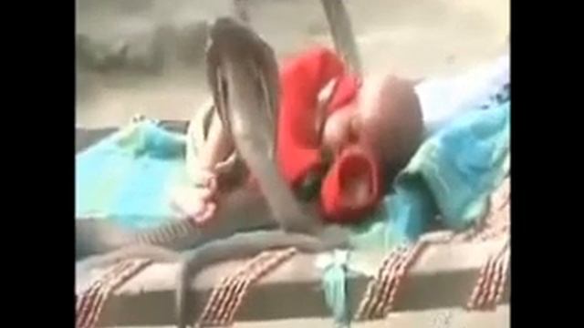 Кобра охраняет сон малыша : смотреть онлайн