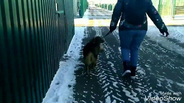 Ляля, декабрь 2018, Кожуховский приют смотреть онлайн