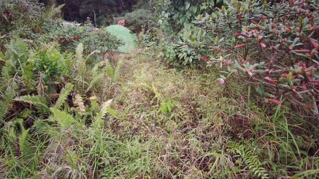 WILDTRAVLER KHAO PHANOM BENCHA NATIONALPARK EXTREAM HIKING TRIP WHERE IS THE TOILETT смотреть онлайн