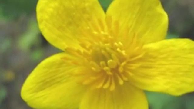 Flowers of Bohinj (Julian Alps - Slovenia) смотреть онлайн