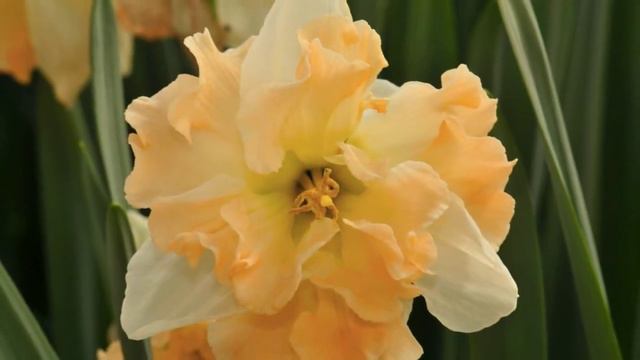 Narcissus Apple Pie смотреть онлайн