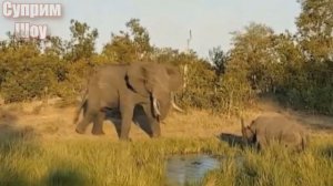 НОСОРОГ В ДЕЛЕ! НОСОРОГ против Слона Буйвола Бегемота