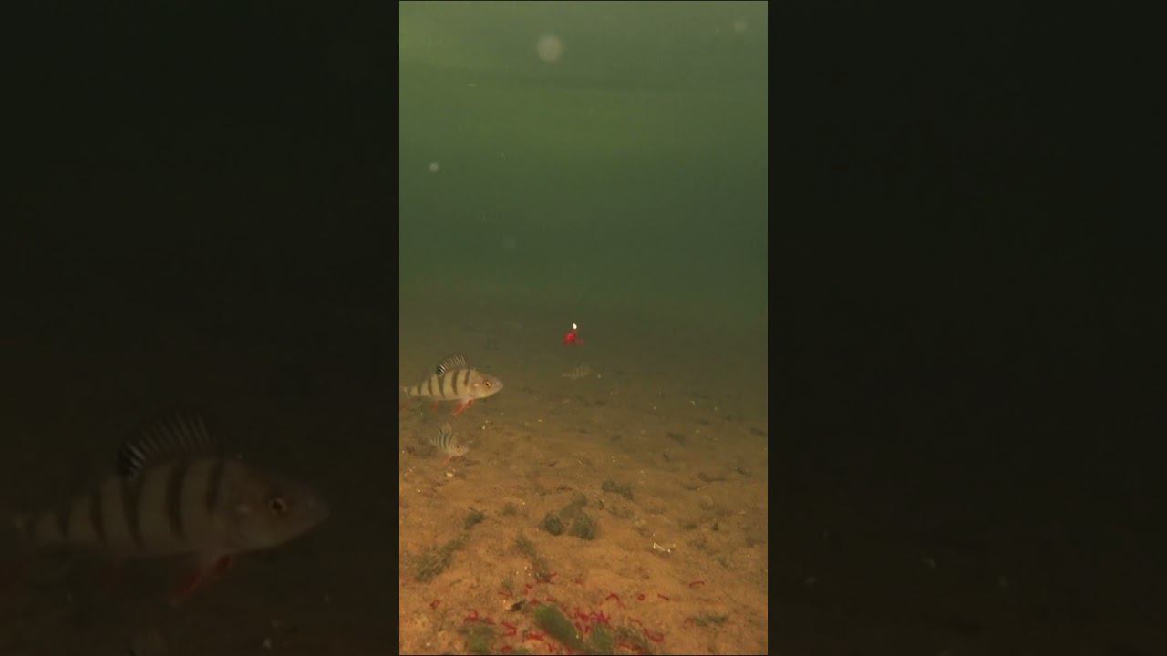 Реакция окуня на мормышку с мотылем в глухозимье.Подводное видео.#рыбалка #fishing #shortvideo смотреть онлайн