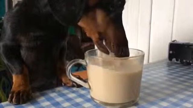 Teckel'S Magic - кофейный воришка смотреть онлайн