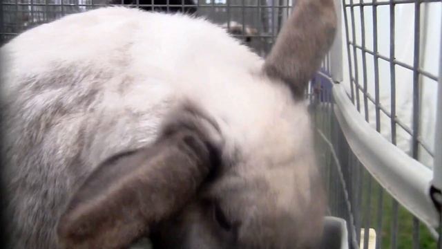 RABBITS, RABBITS 1, 2, 3, 4, 5 and more / NUMBERS / Babies, Toddlers, Preschool смотреть онлайн