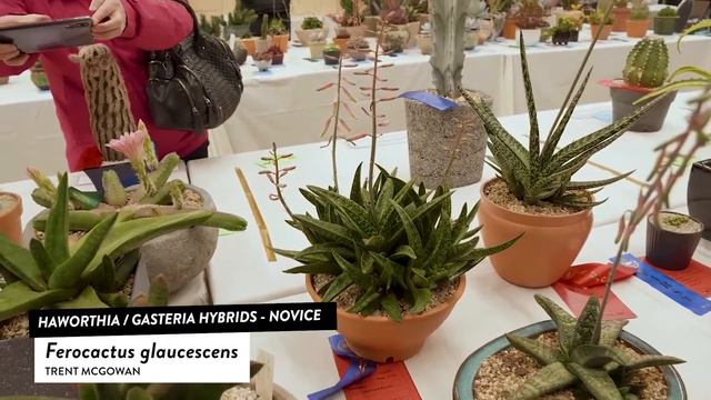 Haworthia : Gasteria Hybrids смотреть онлайн