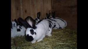 Бабочка порода кроликов